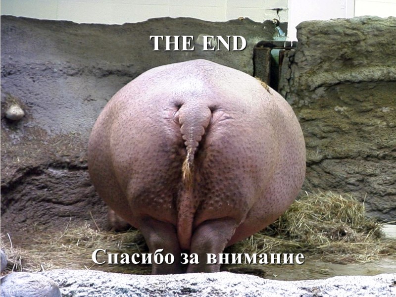 THE END Спасибо за внимание